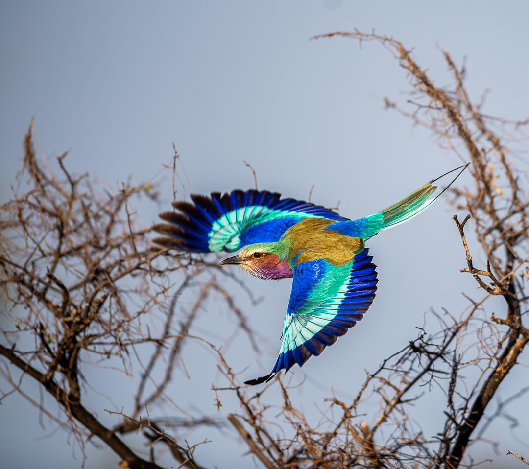 Cheapest Safari in Kenya
