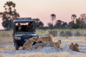 Africa Kenya and Tanzania safari tours Africa Kenya and Tanzania safaris