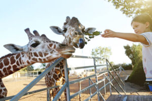 Africa Kenya and Tanzania safari tours Giraffe at giraffe manor