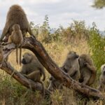What to wear during an African safari
