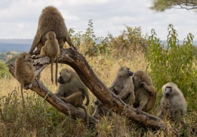 What to wear during an African safari