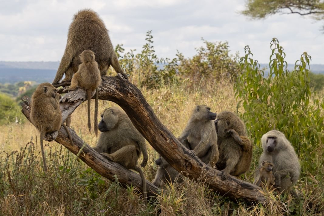 Africa Kenya and Tanzania safari tours What to wear during an African safari