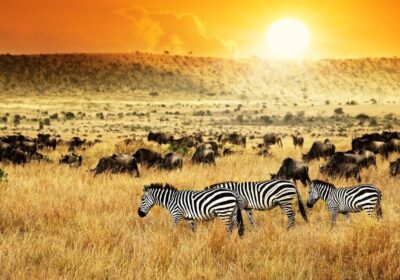 unique experiences that differentiate Kenya from other safari destinations