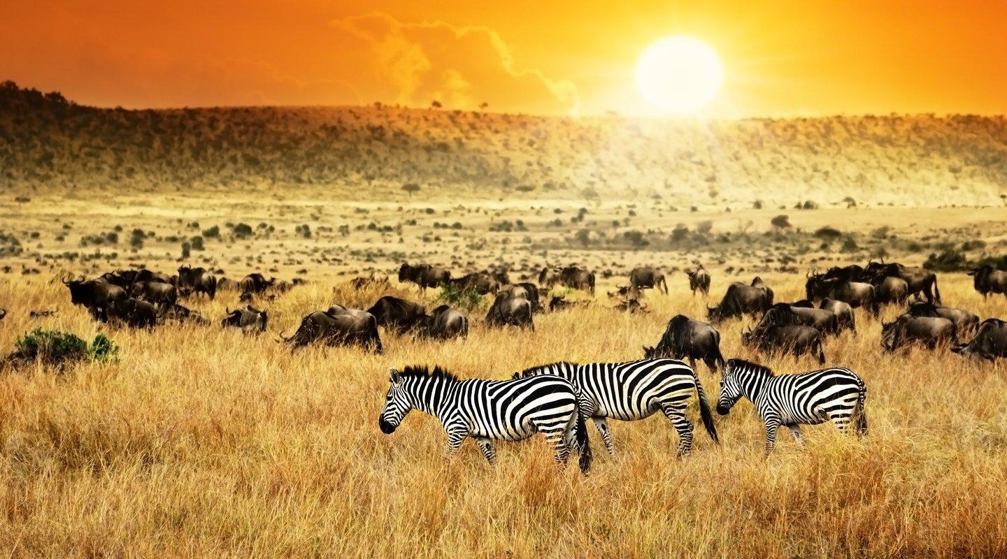 unique experiences that differentiate Kenya from other safari destinations