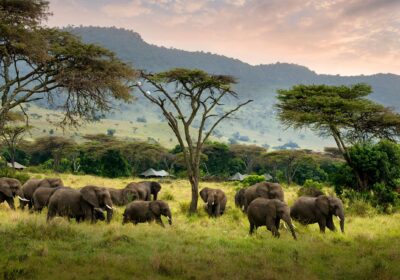 Secret Season Safari Guide