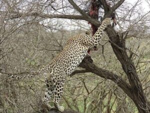 Africa Kenya and Tanzania safari tours Leopard at Samburu