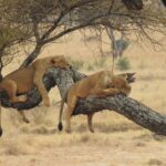 Choosing between a Kenya and Tanzania safari