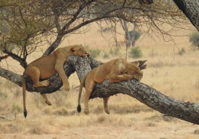 Choosing between a Kenya and Tanzania safari