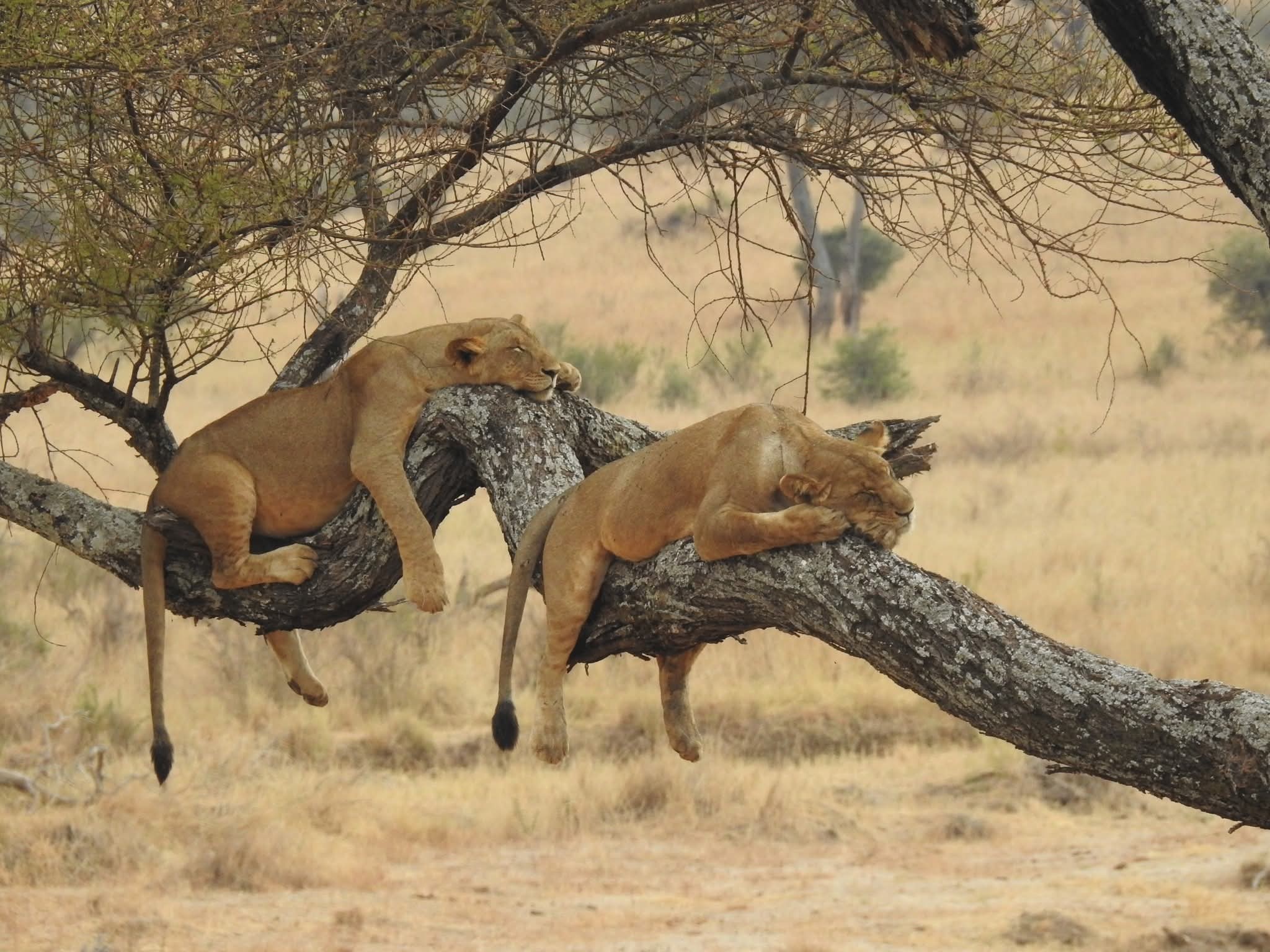 Choosing between a Kenya and Tanzania safari