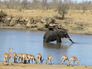 Elephant at Aruba Dam