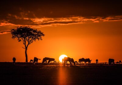 Choosing Between a Kenya and Tanzania Safari