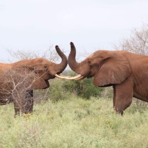 Elephants at Tsavo East