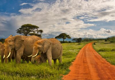 Guide to a Safari to Tsavo from Mombasa