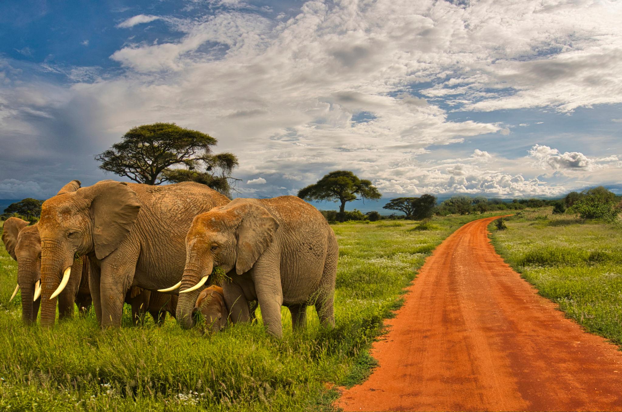 Guide to a Safari to Tsavo from Mombasa