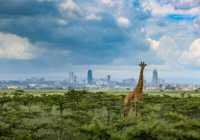 Kenya Safaris from Nairobi