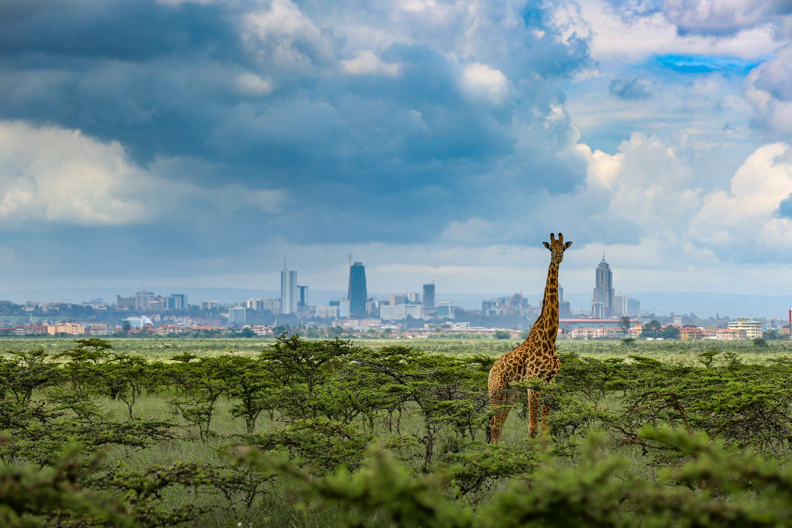 Kenya Safaris from Nairobi