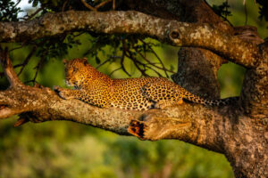Africa Kenya and Tanzania safari tours Leopard at Masai Mara