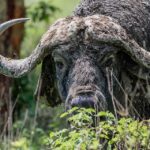 Affordable African safari packages