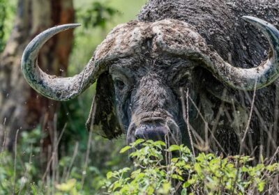 Affordable African safari packages