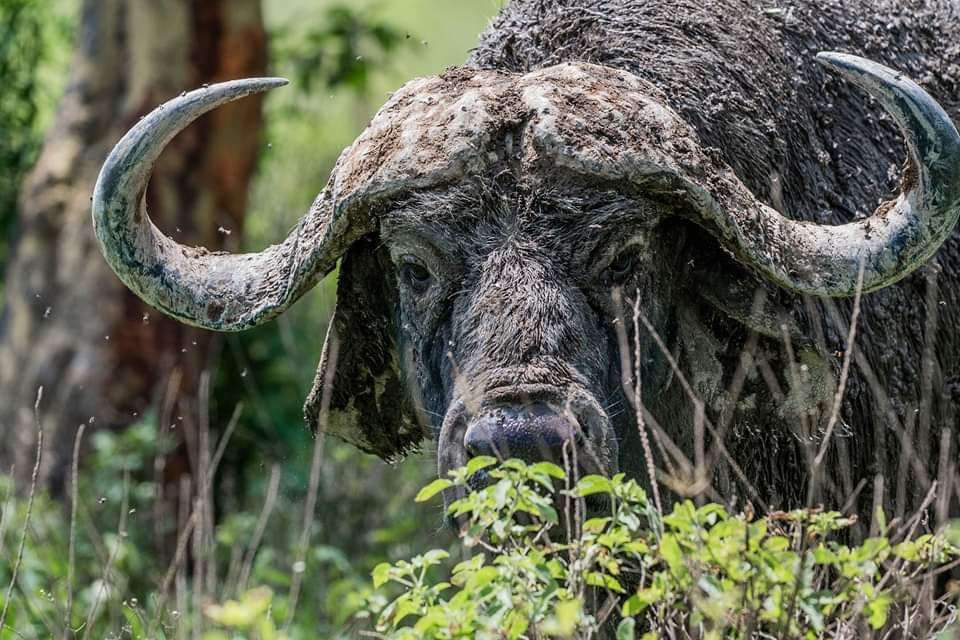 Affordable African safari packages