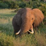 safari to Tsavo from Mombasa