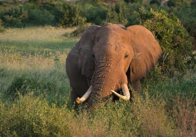 safari to Tsavo from Mombasa