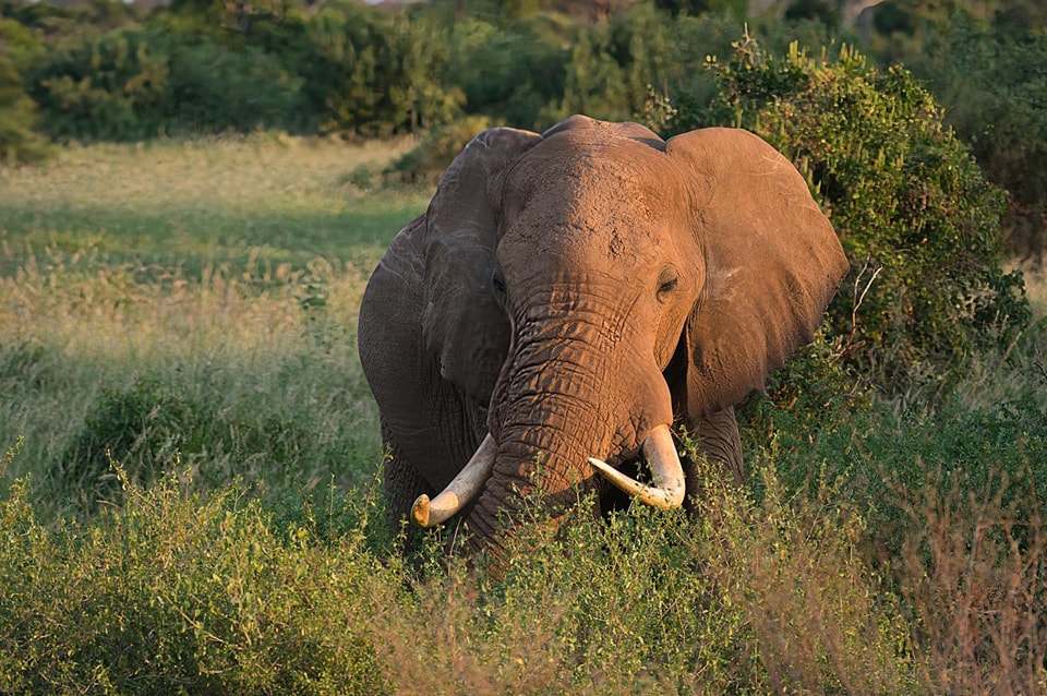 safari to Tsavo from Mombasa