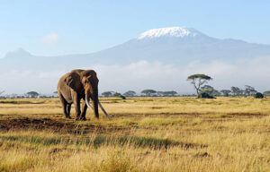 Africa Kenya and Tanzania safari tours safe safari destinations Africa