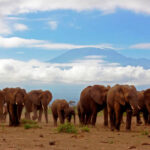 Safe Safari Destinations Africa