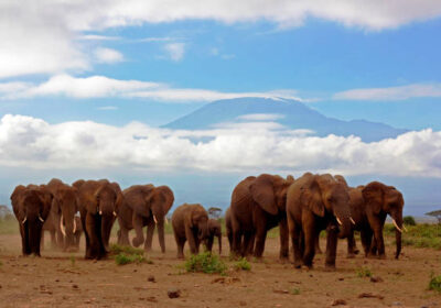 Safe Safari Destinations Africa