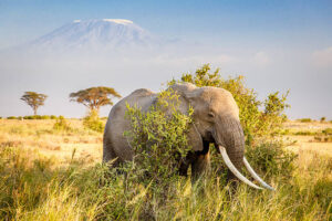 Elephant at Amboseli
