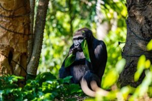 Africa Kenya and Tanzania safari tours Gorilla in Bwindi