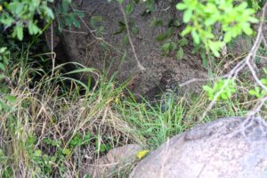 Africa Kenya and Tanzania safari tours Leopard