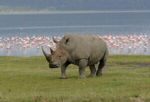 Rhino at Lake Nakuru