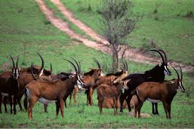 Sable antelope at shimba hills