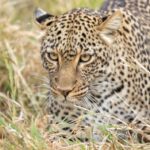 Kenya Safaris from Nairobi