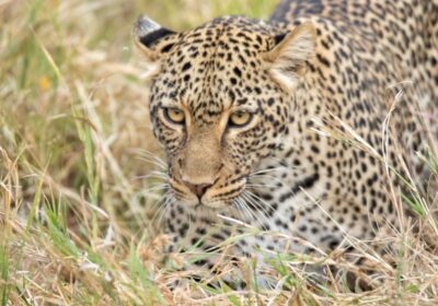 Kenya Safaris from Nairobi