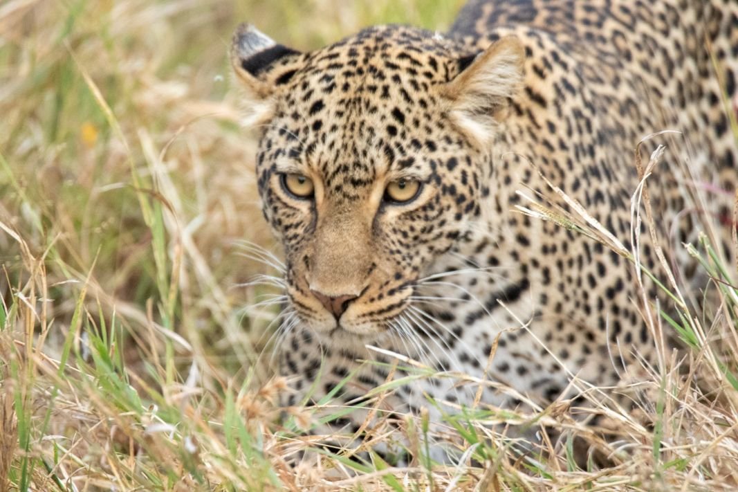 Kenya Safaris from Nairobi