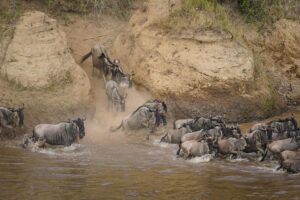 Africa Kenya and Tanzania safari tours Serengeti wildebeest migration