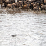 East African Family Safari