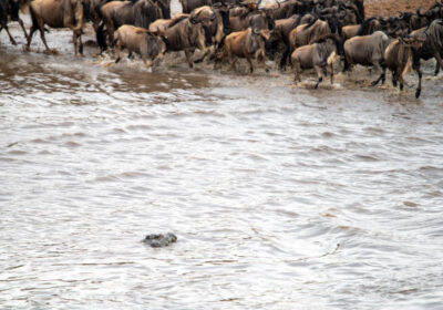 East African Family Safari