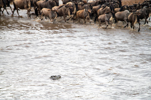 East African Family Safari