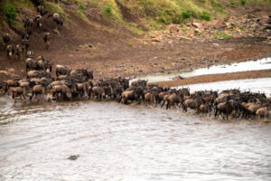 Africa Kenya and Tanzania safari tours Wildebeest masai mara migration