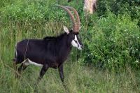 Sable antelope