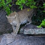 Defining the Safari Experience Budget vs. Luxury in Kenya