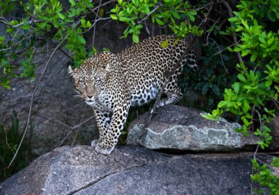 Defining the Safari Experience Budget vs. Luxury in Kenya