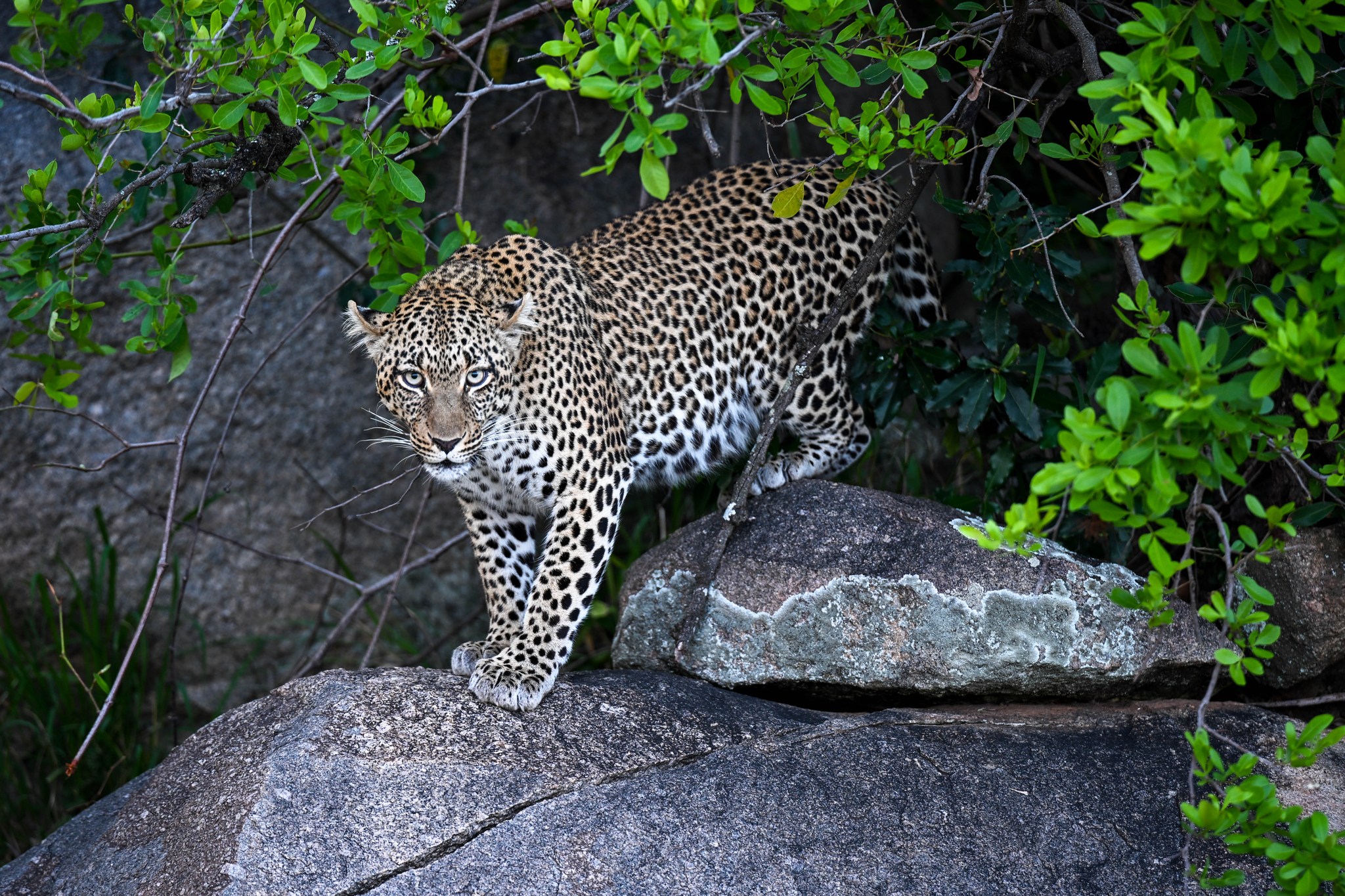 Defining the Safari Experience Budget vs. Luxury in Kenya