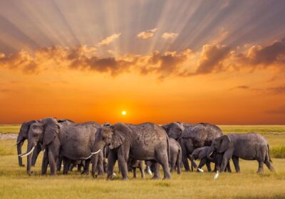 Big Five conservation in Africa