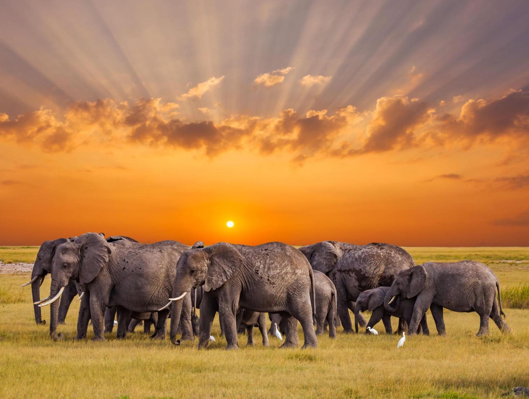 Big Five conservation in Africa