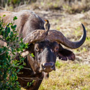 Bufallo on the big 5